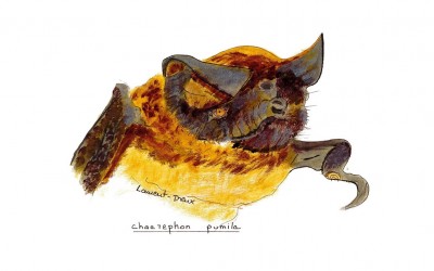 Chaerephon pumila MLD 2014
