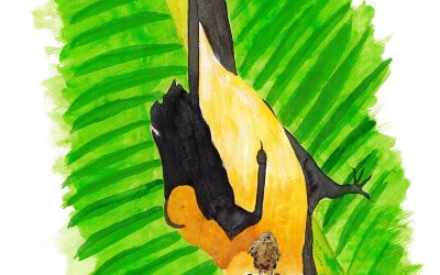 Chauve-souris d'Aldabra Seychelles MLD 2014