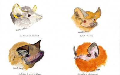 Chauves-souris océan Indien têtes MLD 2014