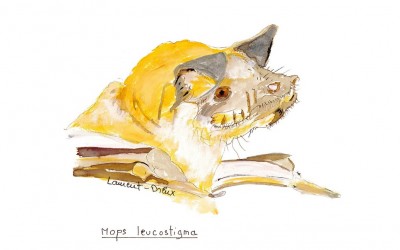 Mops leucostigma MLD 2014
