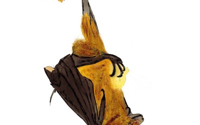 Pteropus Niger endémique Mascareignes MLD 2014
