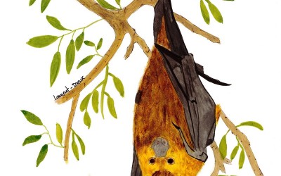 Pteropus rodricencis Renard volant de Rodrigues MLD 2014