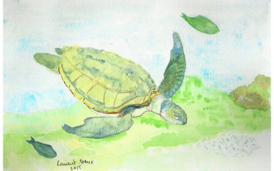 Tortue marine Kélonia MLD