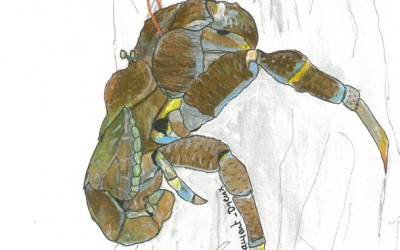crabecocotiers_rogné